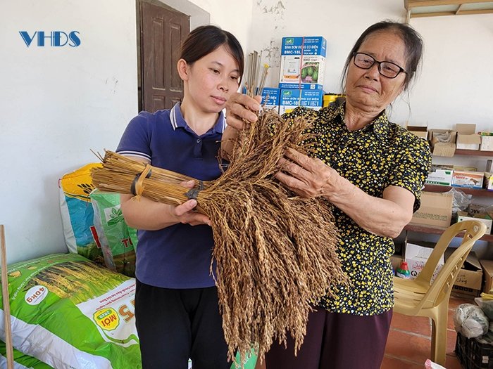 Hiện giống lúa này đang được huyện Vĩnh Lộc triển khai trồng thí điểm ở một số xã khác trong huyện.