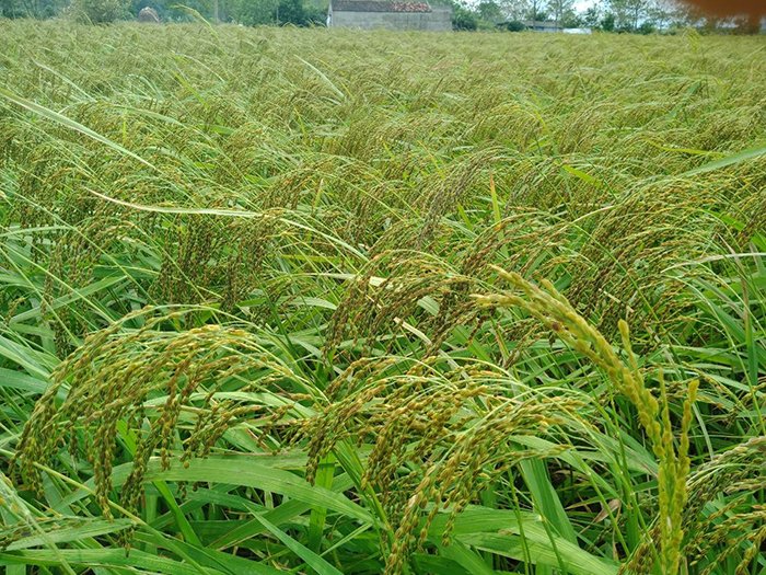 Lúa nếp hạt cau Lộc Thịnh chỉ gieo trồng vụ mùa.