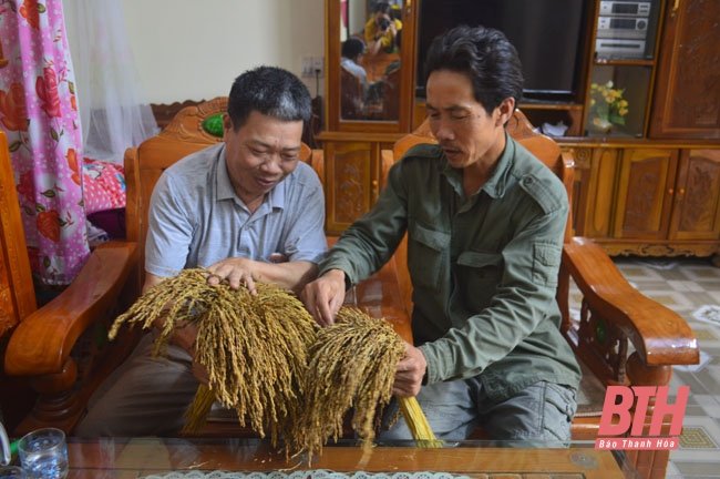 Ông Mai Đình Phương, Giám đốc HTX nông nghiệp và dịch vụ Vĩnh Thịnh trao đổi kinh nghiệm lựa chọn giống lúa nếp hạt cau Lộc Thịnh (bên phải ảnh) với người dân trên địa bàn xã.